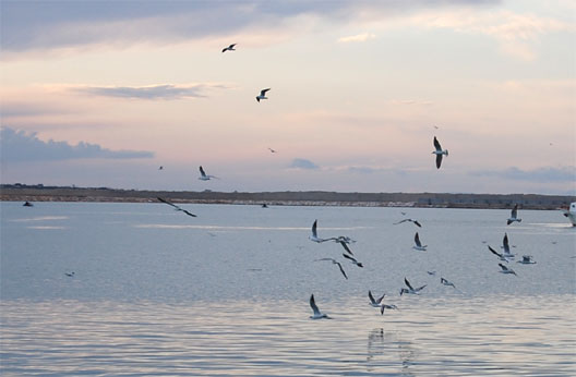 Il cuore grande di Molfetta per l'Admo